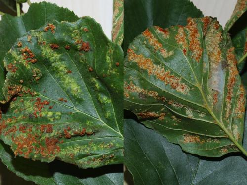 Acalitus brevitarsus